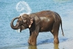 Картинки по запросу "слон обливається водою фото"
